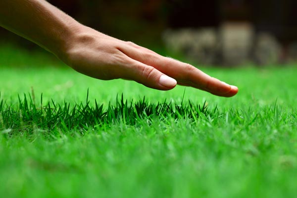 Lawn Aeration Services