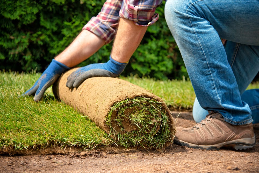 sod contractors near me